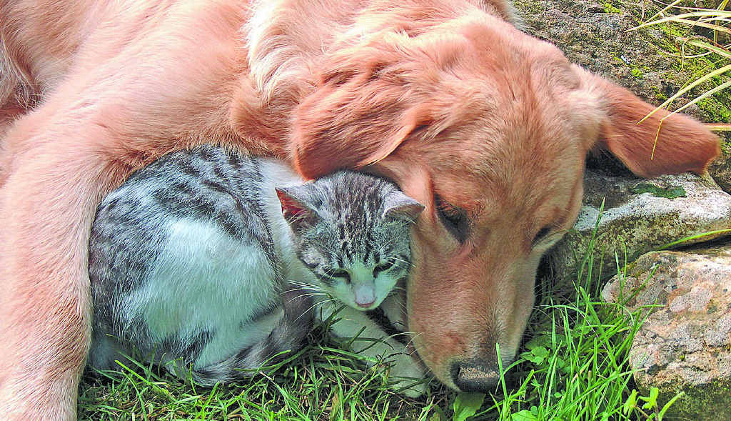 Be careful about what leftovers you feed your four-legged friends this festive season. Be careful about what leftovers you feed your four-legged friends this festive season.